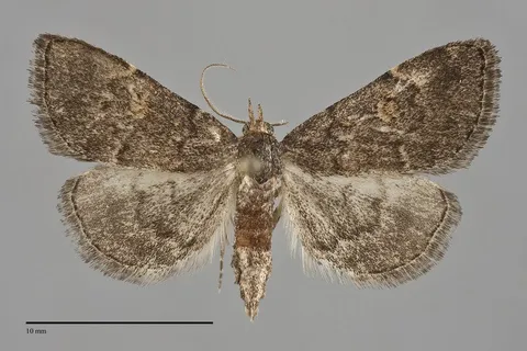 Idia suffusalis