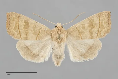 Ipimorpha nanaimo