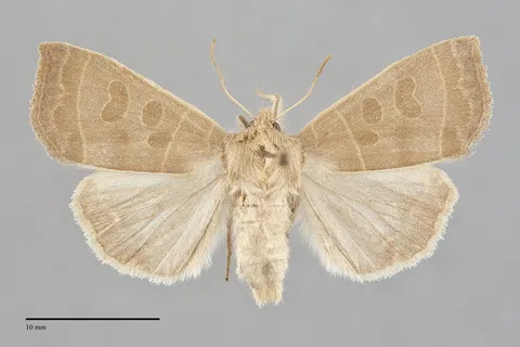 Ipimorpha pleonectusa