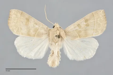 Ipimorpha viridipallida