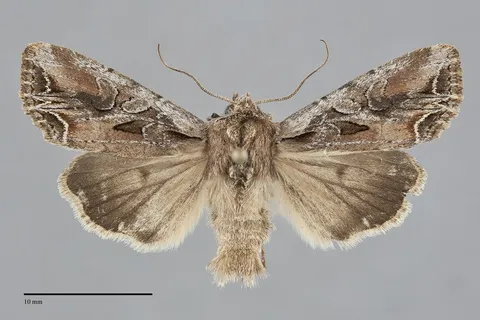 Lacanobia atlantica