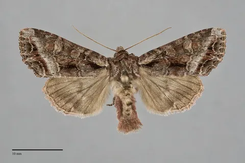 Lacanobia grandis