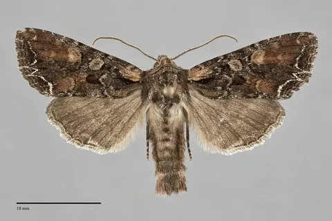Lacanobia nevadae