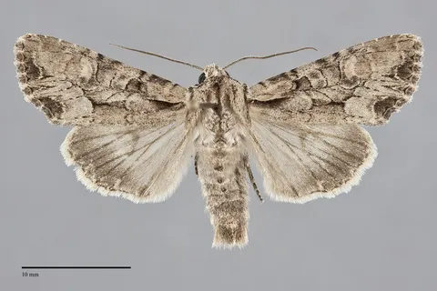 Lacanobia subjuncta