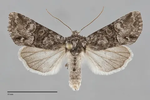 Lacinipolia anguina