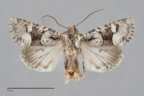 Lacinipolia bucketti