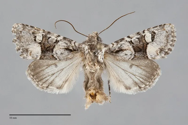 Lacinipolia bucketti