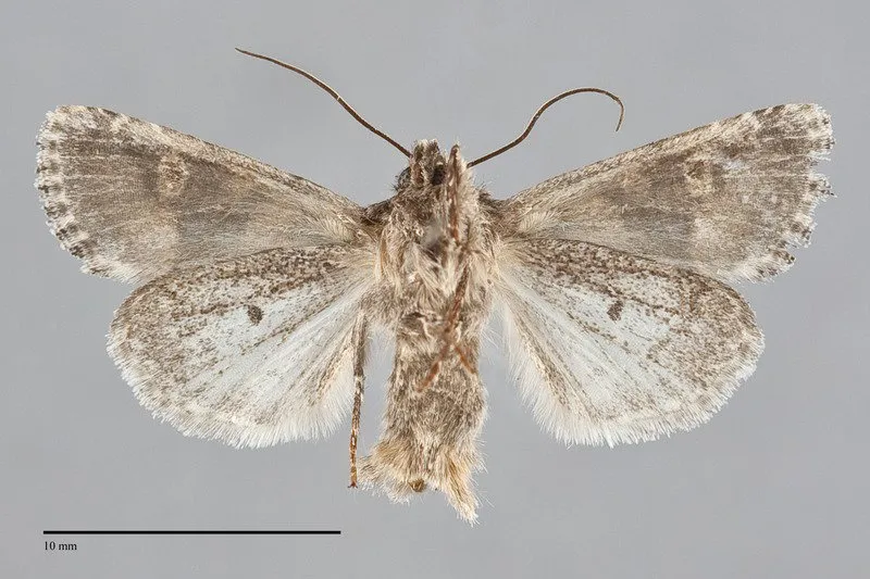 Lacinipolia bucketti