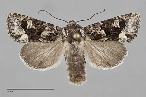 Lacinipolia comis
