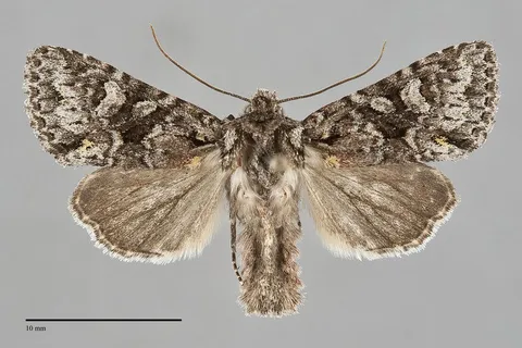 Lacinipolia cuneata