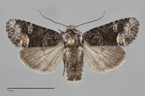 Lacinipolia davena