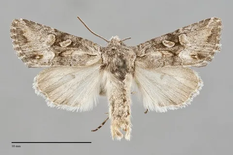 Lacinipolia longiclava