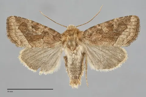 Lacinipolia lorea