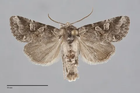 Lacinipolia lustralis