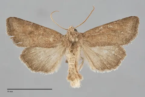 Lacinipolia meditata