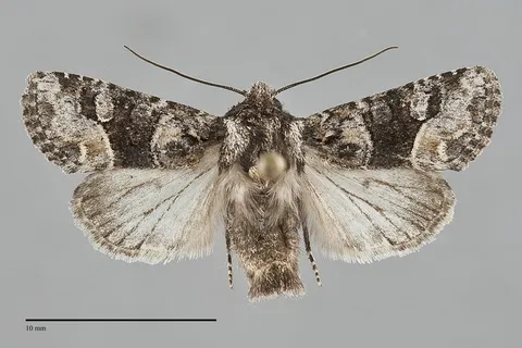 Lacinipolia olivacea