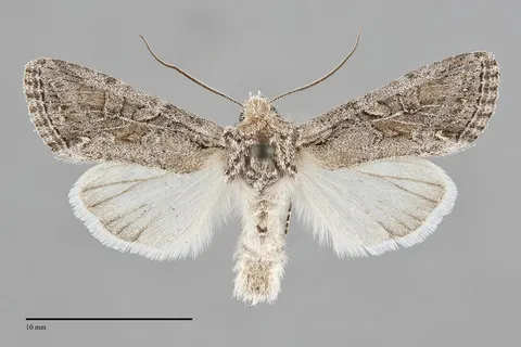 Lacinipolia pensilis