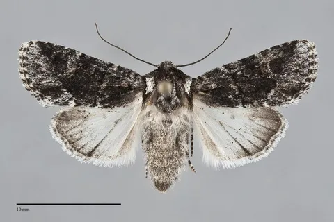 Lacinipolia quadrilineata