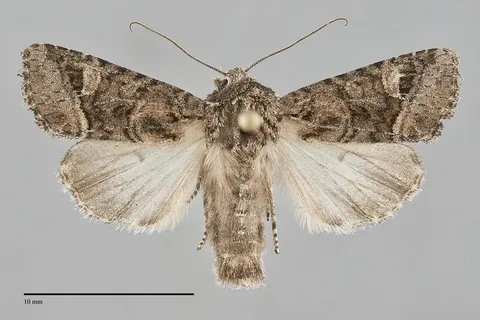 Lacinipolia rectilinea