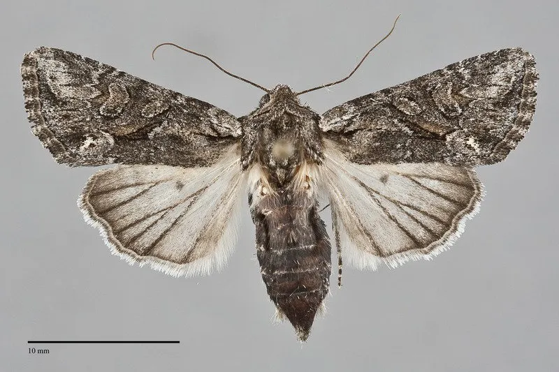 Lacinipolia sareta