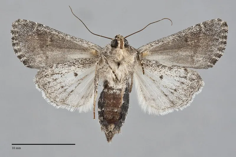 Lacinipolia sareta