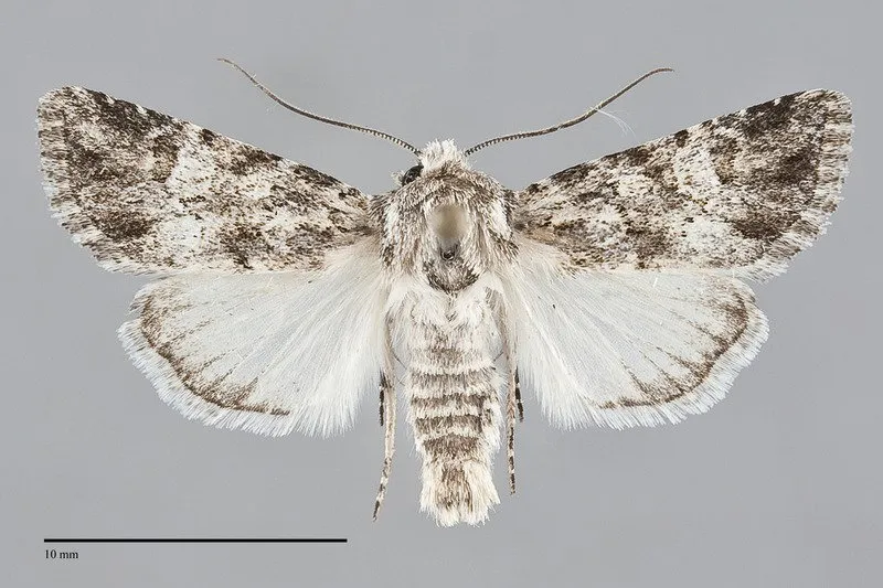 Lacinipolia stenotis