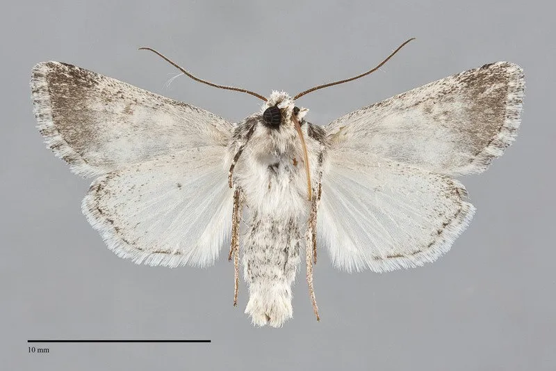 Lacinipolia stenotis