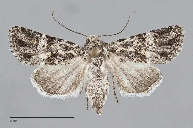 Lacinipolia stenotis