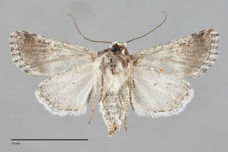 Lacinipolia stenotis