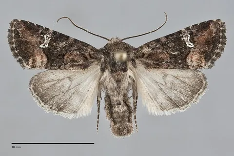 Lacinipolia stricta