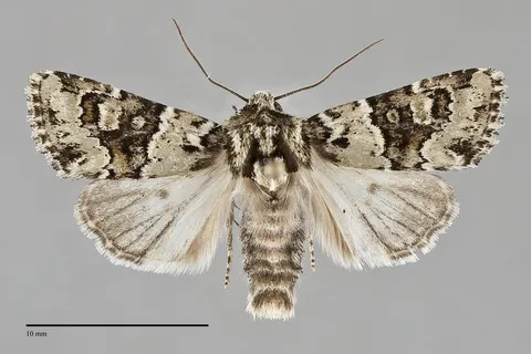 Lacinipolia strigicollis
