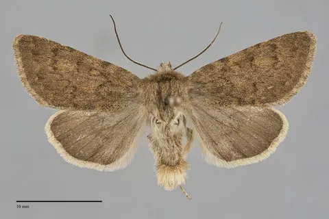 Lasionycta brunnea