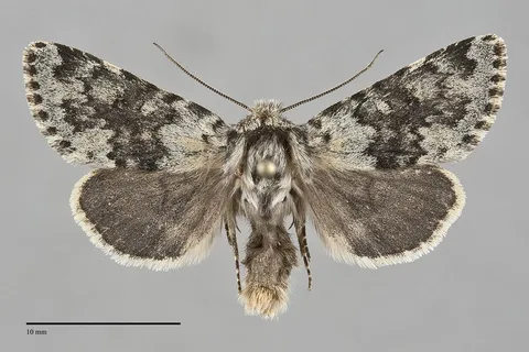 Lasionycta caesia