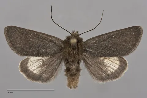 Lasionycta carolynae