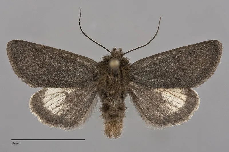 Lasionycta carolynae