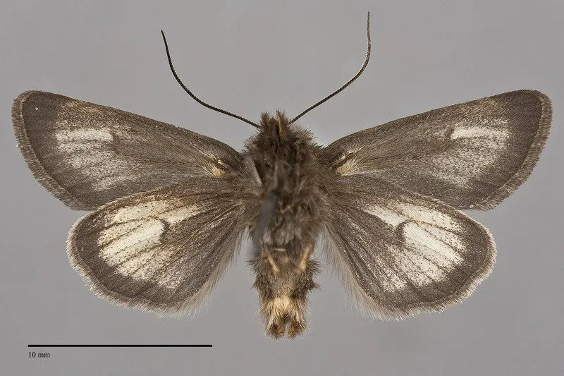 Lasionycta carolynae