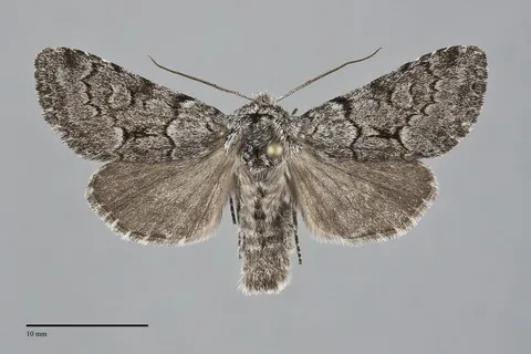 Lasionycta fergusoni