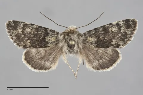 Lasionycta gelida