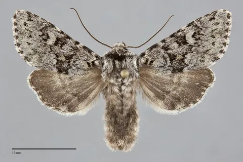 Lasionycta haida
