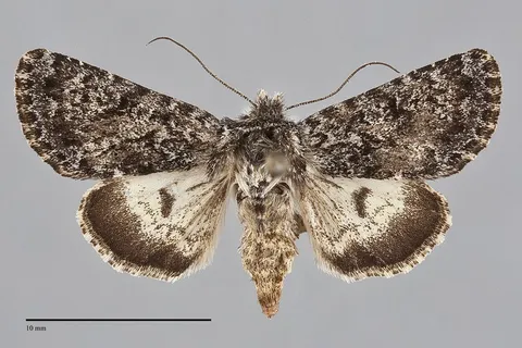 Lasionycta illima