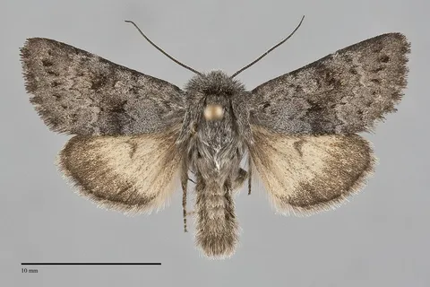 Lasionycta impingens