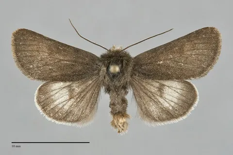 Lasionycta lagganata