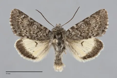 Lasionycta leucocycla