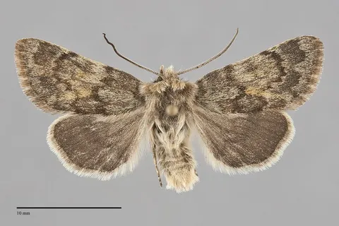 Lasionycta luteola