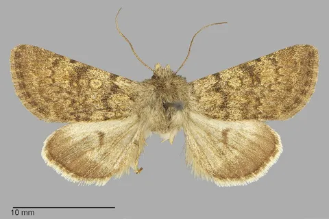 Lasionycta macleani