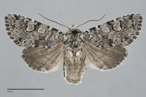 Lasionycta mutilata