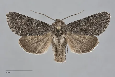 Lasionycta perplexa