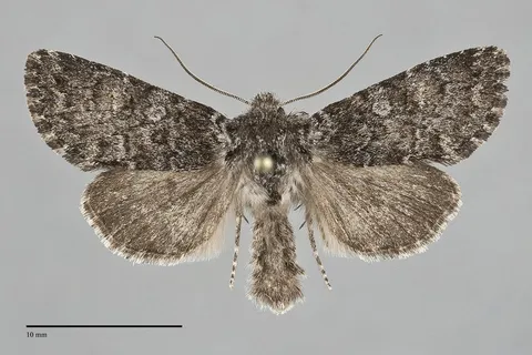 Lasionycta perplexella