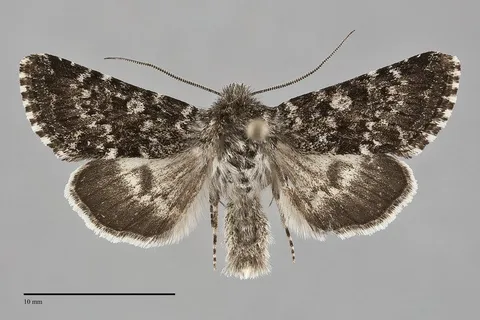 Lasionycta poca