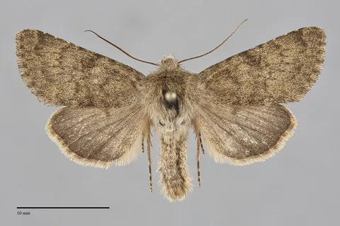 Lasionycta promulsa